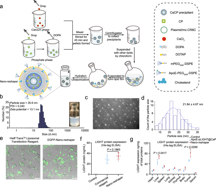 Preparation and characterization of Nano-reshaper.a Scheme for the preparation process of Nano-reshaper. b Size distribution of Nano-reshaper detected by DLS and visual appearance. c, d TEM image and particle size distribution. The experiments were repeated three times independently. e Representative images of GL261 cells transfected by EGFP coding Nano-reshaper in GL261 cells. Scale bar, 100 μm. The experiments were repeated three times independently. f His (6×)-tag ELISA was conducted to evaluate the expression of LIGHT in GL261 cells after incubation with Hieff TransTM Liposomal Transfection Regent or Nano-reshaper (n = 5 samples per group). Ns, not significant. g Expression of LIGHT in various organs and serum after two injections of ApoE-pLIGHT@CaP and Nano-reshaper were determined by His (6×)-tag ELISA (n = 3 mice). Data were shown as mean ± SD. Error bars represent SD. Significant difference was evaluated in f and g using two-tailed unpaired Student’s t test. Source data are provided as a Source Data file.