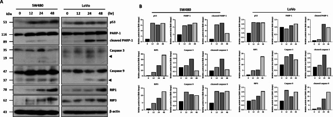 Western blot analysis of cell death-related proteins in Δ9-THC-treated colorectal cancer cells. (A) Western blot analysis was performed on SW480 and LoVo cancer cells treated with 40 μM Δ9-THC for 12, 24 and 48 h. The expression of p53, RIP1, and RIP3 were increased in Δ9-THC-treated cells, as well as cleaved forms of PARP, caspase 3, and caspase 9 were also observed. (B) Densitometric analysis was performed with Western blot images obtained from Δ9-THC treated SW480 and LoVo cell lysates