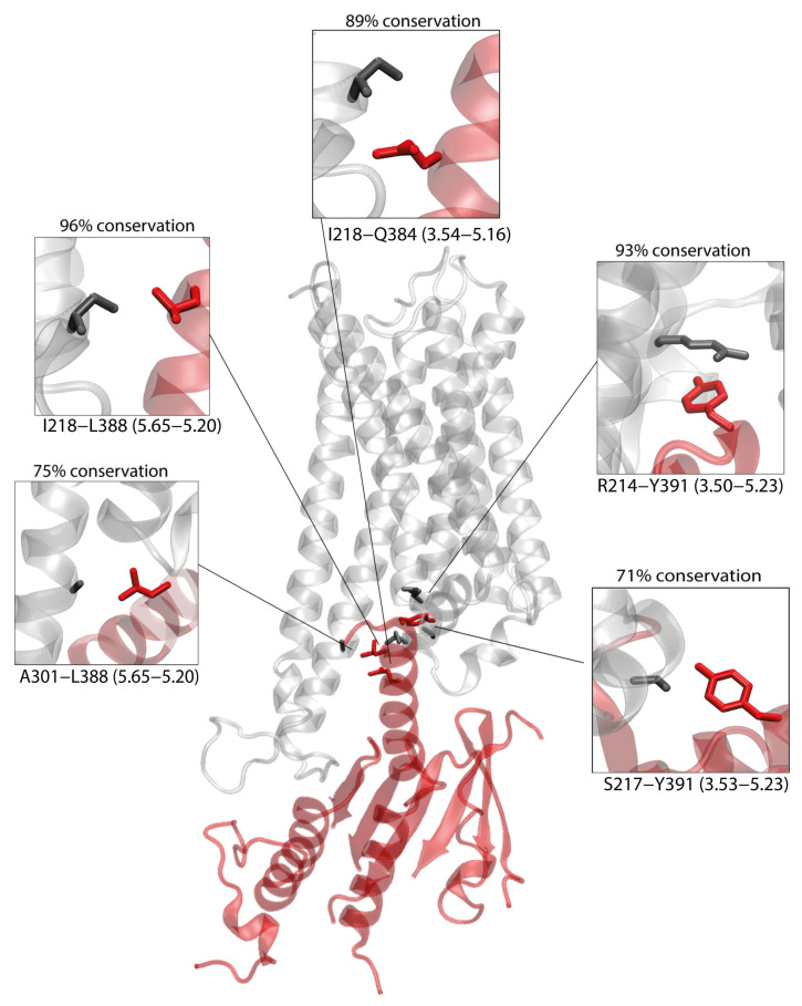 CB1-Gαs complex obtained by protein–protein docking. Five contacts present within the complex, which are conserved within GPCR/Gs complexes (see Methods) are depicted, with CB1 residues depicted in black and Gαs residues depicted in red. The conservation of each contact among Gs complexes is calculated as percentage of conservation.