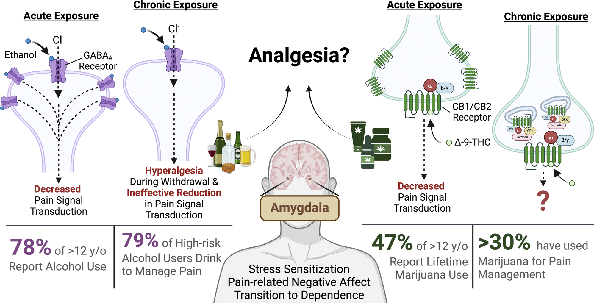 A substantial proportion of individuals with high-risk alcohol use consume alcohol to self-medicate for pain, a pattern also observed among cannabis users. Both substances are known to acutely diminish pain signal transmission; however, chronic alcohol use is associated with heightened pain sensitivity during withdrawal. In contrast, the effects of long-term cannabis use on pain perception remain incompletely understood, as does the combined impact of alcohol and cannabis use on pain symptoms and susceptibility to substance use disorders. This review summarizes the current literature on the roles of alcohol and cannabis in pain regulation. Created in BioRender.