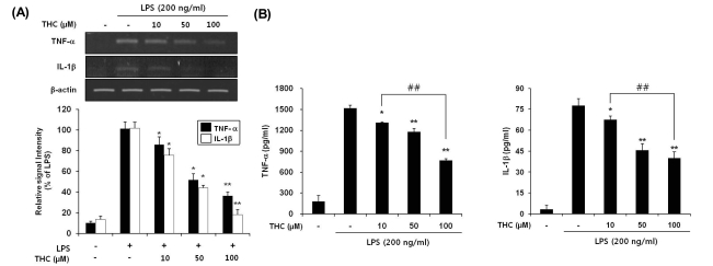 THC inhibited gene expression (A) and release (B) of TNF-α and IL-1β in LPS-stimulated BV2 microglial cells. (A) BV2 microglia cells were pretreated with the indicated concentrations of THC for 1 hr before LPS treatment (200 ng/ml), and total RNA was isolated at 6 hr after LPS treatment and mRNA levels were determined by RT-PCR analysis. THC significantly suppressed expression of TNF-α and IL-1β. Data from triplicate determination are shown (mean±SD). (B) Cell culture media were collected and subjected to TNF-α and IL-1β ELISA. Data represent three independent experiments in triplicate and are expressed as mean±SD. *p<0.05 and **p<0.01 indicate statistically significant differences from treatment with LPS alone. ##p<0.01 indicates statistically significant differences between indicated groups.