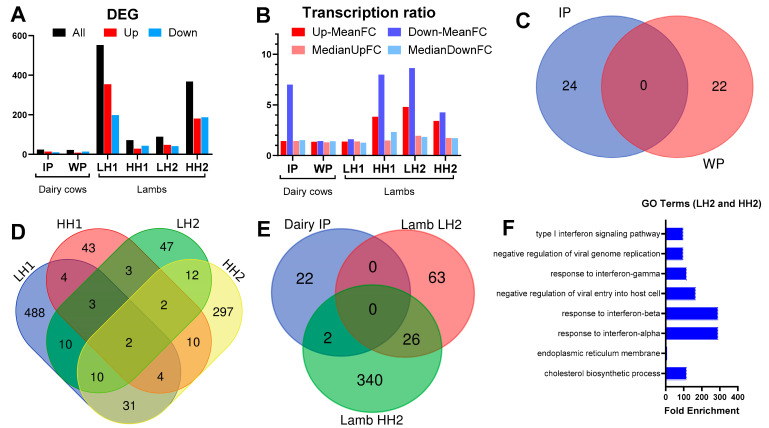 The number (A) and expression ratio ((B), both as mean and median) of differentially expressed genes (DEGs) for each comparison. (C) Venn diagram of the overlapped DEGs between SHB vs. CON during the intervention (IP) or withdrawal (WP) period in dairy cows. (D) Venn diagram of the overlap DEGs between the various comparisons in the lamb study (see caption of Figure 2 for the groups). (E) Venn diagram of overlap DEGs in the dairy study (HSHB vs. CON during the IP) and the study with lambs. (F) Gene ontology (GO) terms enriched (p-value < 0.05) of the 26 overlap DEGs between LH2 and HH2 groups.