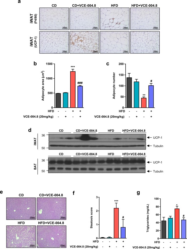 Effect of VCE-004.8 on adiposity and liver steatosis in HFD animal. (a) Crown Like Structures (CLS) and browning in iWAT. Representative immuno-histochemistry with anti-F4/80 and anti-UCP-1 antibodies (original magnification × 20, scale bar: 100 μm), (b) Adipocyte area (n = 6 animals per group), (c) Adipocyte number (n = 6 animals per group). (d) Representative Western blot images of UCP-1 protein expression in iWAT and BAT tissues (n = 3). (e) H&E-stained liver sections (original magnification × 10, scale bar: 200 μm). (f) Steatosis scores (n = 6 animals per group). (g) Triglycerides plasma levels (Values correspond to means ± SEM; n = 6 animals per group). *P < 0.05, **P < 0.01 and ***P < 0.001 HFD mice vs. control (CD) mice; #P < 0.05 and ###P < 0.001 VCE-004.8-treated HFD mice vs. HFD mice (ANOVA followed by Turkey’s test).