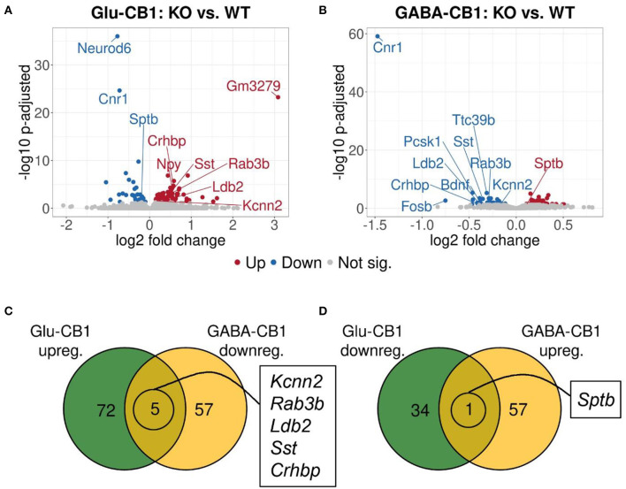 Transcriptomic profiles from Glu-CB1-KO and GABA-CB1-KO mice after open field exposure. (A,B) Volcano plots showing differentially expressed genes (red and blue dots) found when comparing Glu-CB1-KO (A) and GABA-CB1-KO (B) mice to their respective CB1-WT after exposure to the open field arena. Red dots represent upregulated genes resulting from these comparisons, whereas blue dots indicate downregulated genes. Labels of the top3, dichotomic, and qPCR-validated DEGs are shown. Non-significant genes are colored in gray. (C,D) Venn diagrams to visualize the number of dichotomic genes found between Glu-CB1-KO and GABA-CB1-KO data after open field exposure, i.e., those genes that appear up-regulated in one of the conditional CB1-KO lines and down-regulated in the other, or vice versa.