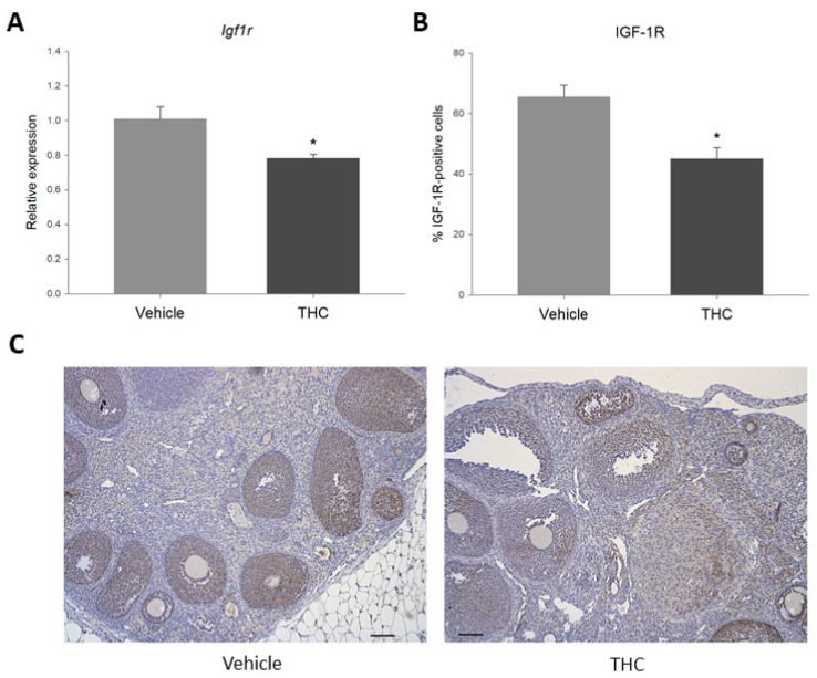 (A). Relative expression of Igf1r in prenatally THC-exposed adult rat ovaries. (B). Percentage of IGF-1R-positive ovarian follicular cells in prenatally THC-exposed adult rat ovaries. (C). IGF-1R protein levels in prenatally THC-exposed adult rat ovaries (mean + SEM; N = 5, * p < 0.05).