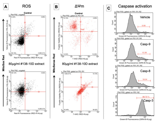 Detection of mitochondrial ROS generation, Mitochondrial potential, and Caspase activation in pancreatic tumor cells. Cells were exposed to 80 µg/mL of #138-10D then incubated with specific dyes as described in M and M. (A) Analyzed data after incubation with a Flowcellect MitoSOX Kit. Dot plots show the percentage of unlabeled cells (Top left—ROS−) or labeled cells (Bottom left—Ros+) that showed an increase in yellow fluorescence. (B) Analyzed data after staining with Mitopotential Red Kit. Quadrant gates show downward shift in fluorescence for treated cells undergoing a change in their mitochondrial potential (lost their integrity). (C) Histograms show the percentage of positively stained cells by FITC green fluorescence (a shift to the right represents activation of caspase-3, 9 or 8).