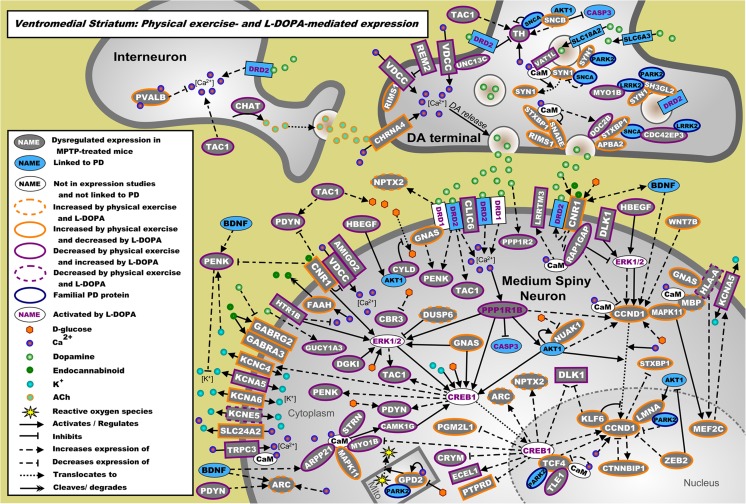 Landscape of proteins encoded by the mRNAs regulated by physical exercise and the upstream regulator L-DOPA in the VM. mRNAs differentially expressed in the VM due to physical exercise in MPTP-treated mice are shown in gray. Blue proteins are additional genes/proteins that are associated with PD through genetic and/or expression studies, whereas white proteins have no known link with PD. The direction of effect of physical exercise (measured) and L-DOPA (from literature) on the expression of these mRNAs is depicted through colored borders. L-DOPA-activated proteins are shown with purple writing for the protein name, and familial PD proteins are shown with a blue border