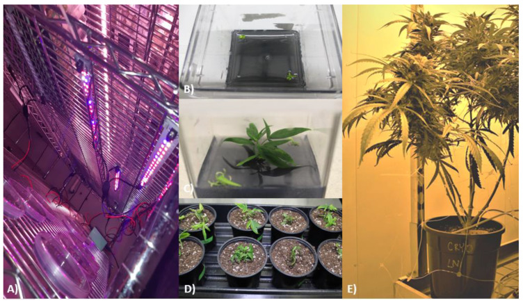Visual representation following the recovery, ex vitro cultivation, and flower induction of Cannabis sativa Cultivar 1 control, no LN2, and LN2 samples. (A) Samples recovering from the cryopreservation process under LED lighting; (B) LN2 explants transferred from recovery media to SMM; (C) LN2 plantlet after 2 months on SMM; (D) control, no LN2, and LN2 plants transferred to ex vitro conditions (photo taken 1 week after transfer); (E) flowering LN2 plant ready for harvest.