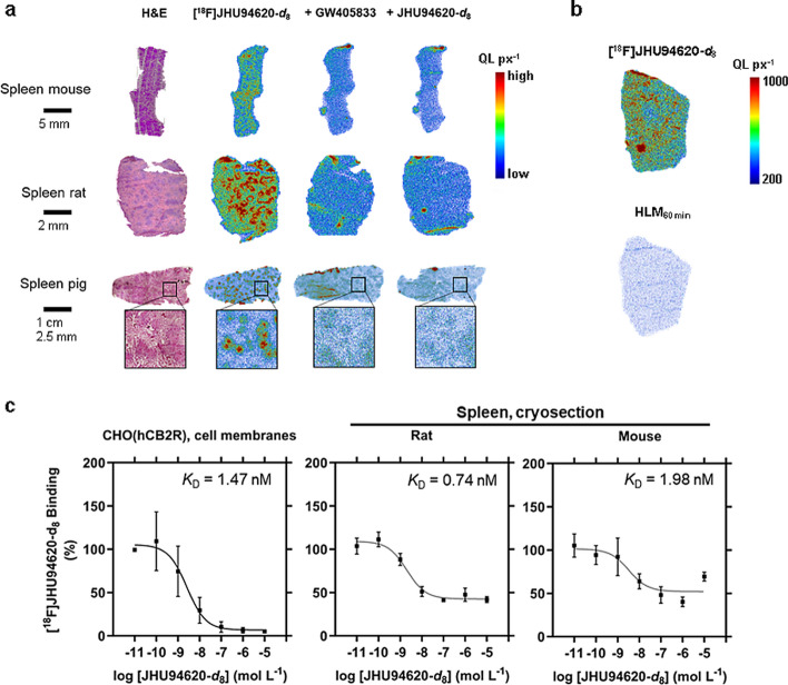 In vitro binding studies of [18F]JHU94620-d8 to the mice, rat, pig and human CB2R. a haematoxylin and eosin staining (H&E) of cryosections of mouse, rat and pig spleen, and autoradiograms provided in quantilumen per pixel (QL px−1) of total binding and blocking with 10 µM of GW405833 or self-blocking. Additionally, a magnified section of the pig spleen (square) is shown; b exemplary autoradiograms of rat spleen cryosections incubated with the radioligand or—metabolites derived from a 60 min human liver microsomal digestion (HLM60min); and c determination of the equilibrium dissociation constant (KD) by homologous displacement studies using cell membranes of CHO-cells overexpressing the human CB2R (hCB2R) or cryosections of rat and mouse spleens in autoradiography studies (means ± SD, n = 3)