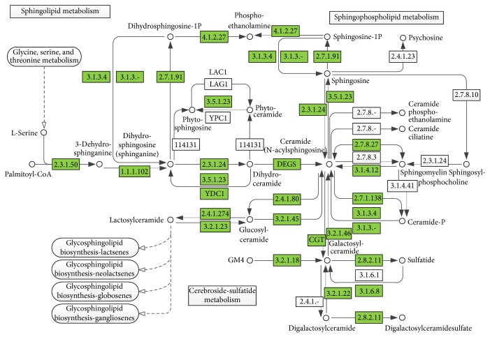 System analysis of metabolomic alterations in lung cancer. The KEGG database was searched for each disrupted metabolite detected; each KEGG pathway was scored according to the pathway impact. The map was generated using the KEGG reference map. Green boxes indicate enzymatic activities with putative analogous cases in humans.