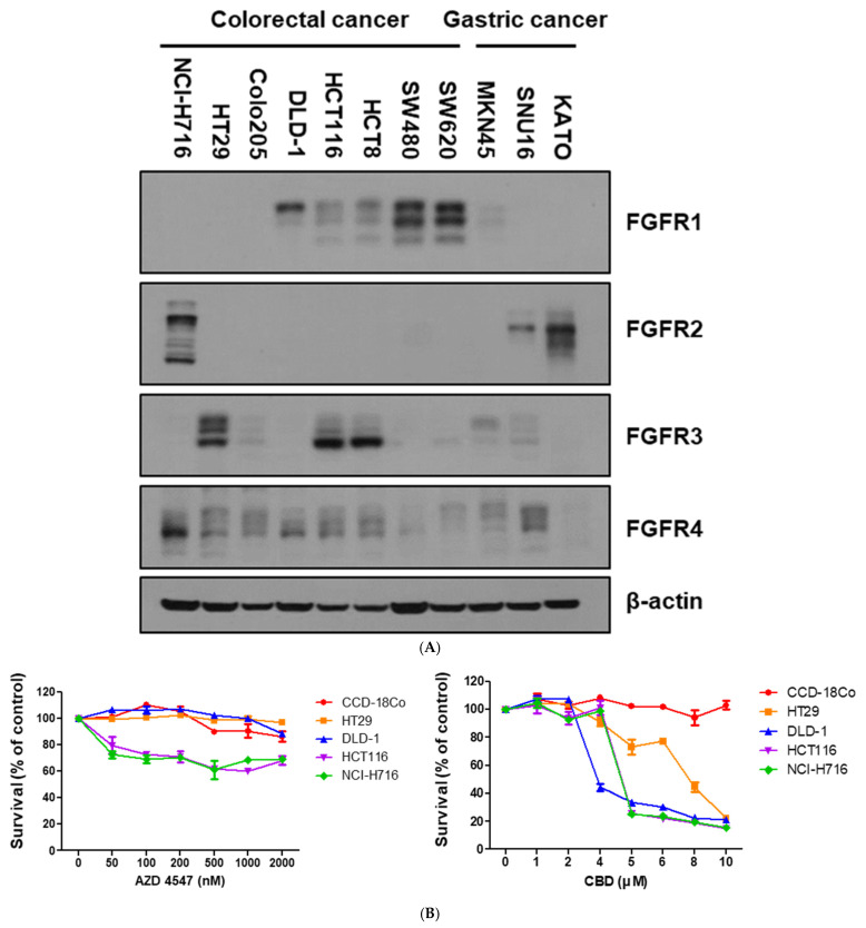 Confirmation of FGFR expression, and evaluation of FGFR inhibitor and CBD effects in CRC lines. (A) Endogenous protein levels of FGFR family in various cancer cell lines were determined by Western blot analysis. β-actin was used as a loading control. (B) Colorectal cancer and normal colon cell lines were treated with AZD4546 and CBD for 24 h. Cell viability was measured by WST-1 assay. (C) NCI-H716 cells were treated with increasing concentrations of CBD and AZD4547 for 24 h, and cell proliferation was measured by WST-1 assay. (D) Western blot analysis of NCI-H716 cells treated with AZD4547 (10 nM) for 24 h, showing inhibition of FGFR downstream signaling pathways. β-actin was used as a loading control.