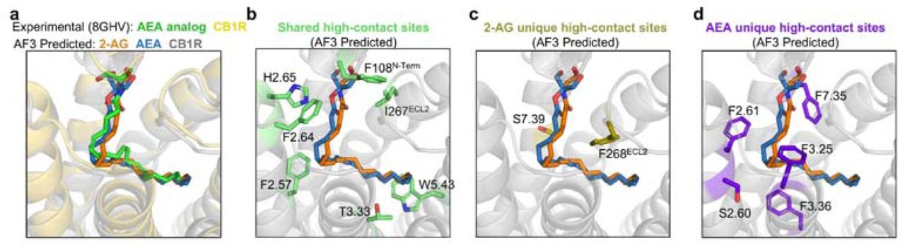 High-contact-frequency residues of CB1R involved in 2-AG and AEA binding, as identified from AlphaFold3-predicted structuresa. Structural alignment of the experimentally determined CB1R–AMG315 (AEA analog) complex (PDB: 8GHV) with the AlphaFold3-predicted CB1R–2-AG and –AEA binding structures.b–d. AlphaFold3-predicted structures of wild-type CB1R in complex with 2-AG or AEA. Residues with high contact frequency that are shared between both ligands (b), unique to 2-AG (c), or unique to AEA (d) are highlighted.