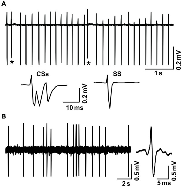 Cell-attached recordings showing the characterization of cerebellar cortical PCs and MLIs in vivo in mice. (A) Upper, representative cell-attached recording traces showing the spontaneous activity of a cerebellar PC. Lower, enlarged traces of CSs and a simple spike (SS). CSs are indicated by*. (B) Left, representative cell-attached recording traces showing the spontaneous activity of a cerebellar MLI. Right, enlarged traces of spike firing.