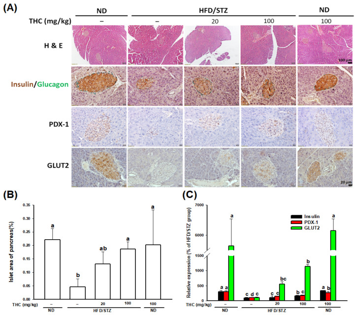 Effect of THC administration on pancreatic morphology, islet mass and function in HFD/STZ treated mice. (A) Representative images of pancreas histology by H&E staining. Islet morphology and β-cell function was examined by immunostaining with insulin (β cells), glucagon (α cells), PDX-1, and Glut2. (B) Islet area was quantified by the ImageJ and normalized to pancreatic section area. Data are expressed as mean ± SEM (n = 5–6). (C) Quantification of relative insulin, PDX-1, and Glut 2 expression was performed by ImageJ. Statistical differences (p < 0.05) between groups were evaluated by one-way ANOVA with Tukey’s post-hoc test and were labeled as different letters (a, b, and c).