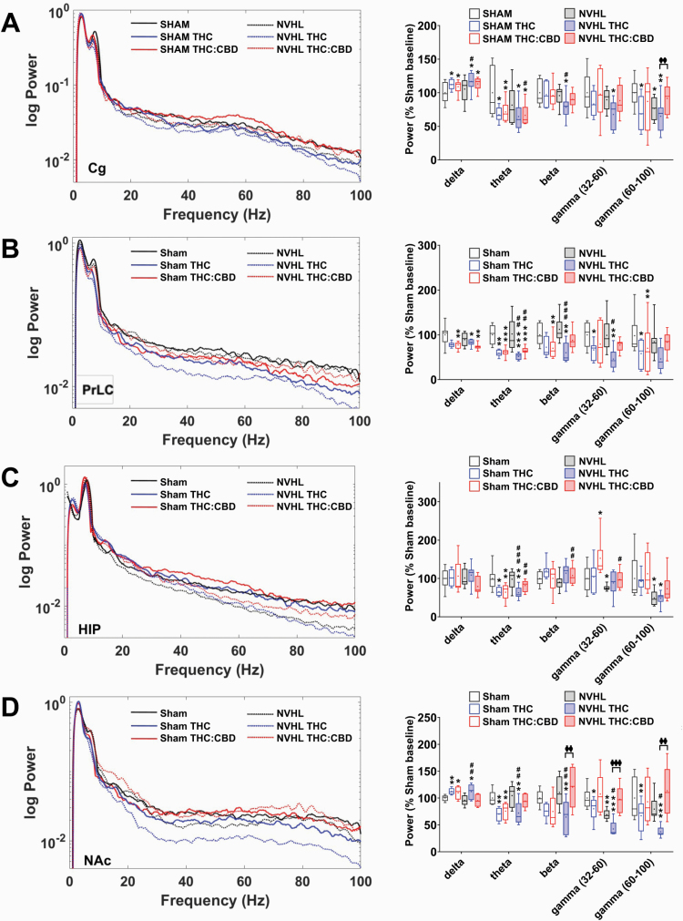 NVHL rats exhibit reduced baseline spectral power compared to sham rats, and cannabis vapor differentially modulates this dysfunction. A) Spectral power tracing (left) and quantification (right) in the Cg showing baseline deficits in high-gamma power for NVHL rats (N = 5 rats, 10 recordings per region) compared to sham rats (N = 5 rats, 10 recordings per region); THC-only vapor reduced Cg beta and low-gamma power only in NVHL rats, an effect that was no longer apparent after Balanced THC:CBD vapor exposure; Balanced THC:CBD vapor exposure also attenuated the high-gamma baseline deficit in NVHL rats; both exposures enhanced delta, and reduced theta, power in the Cg of all rats; B) In NVHL rats, THC-only vapor exposure suppressed PrLC beta power while the THC:CBD-vapor exposure did not; for all rats, both exposures reduced theta power, and delta power to a lesser degree, while THC-only vapor exposure reduced both low- and high-gamma power; Balanced THC:CBD vapor exposure did not have any effect; C) In the HIP, NVHL rats showed baseline deficits in low- and high-gamma power, compared to sham rats whereas Balanced THC:CBD vapor exposure appeared to marginally improve baseline deficits; both exposures did not affect delta power and robustly suppressed theta power in NHVL and sham rats. D) In the NAc, NVHL rats showed baseline deficits in low-gamma power, compared to sham controls; THC-only vapor exposure reduced spectral power across all other frequencies in both NVHL and sham rats; THC:CBD exposure did not change from baseline measures any frequencies for NVHL rats, and selectively changed the gamma frequency band for sham rats. *P < .05; **P < .01 compared to sham control baseline; ##P < .05 compared to NVHL rat baseline; φP < .05 compared THC-only treated rats to THC:CBD treated rats.