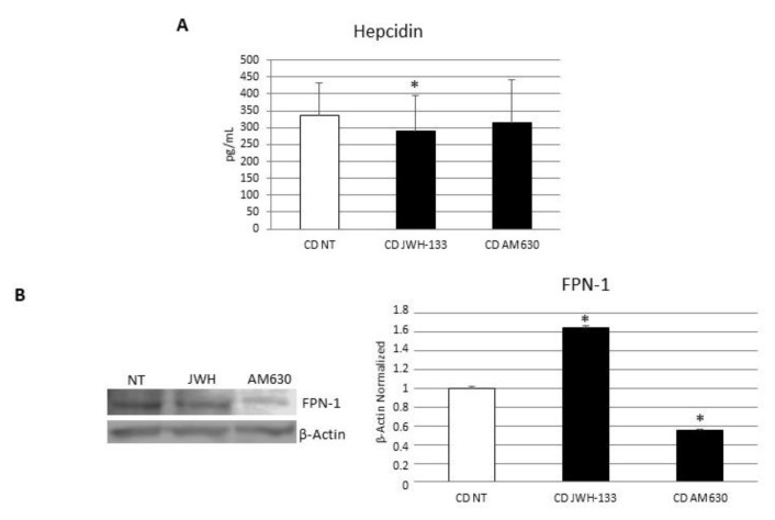 Effects of CB2 modulation on CD macrophages iron metabolism. (A) Hepcidin concentrations (pg/mL) in macrophages from 5 CD patients after 48 h JWH-133 [100 nM] and AM630 [10 µM] administration determined by ELISA Assay. Histogram shows Hepcidin concentration as the mean ± S.D of independent experiments on each individual sample. The cytokine concentration was determined on a standard concentration curve according to the manufacturer’s instructions. (B) Ferroportin (FPN-1) protein expression, determined by Western Blot, loading 15 μg of total lysate, in macrophages from 5 CD patients after JWH-133 [100 nM] and AM630 [10 µM] administration for 48 h. The most representative images are displayed. The intensity ratios of immunoblots compared to CTR, considered 1, were quantified after normalizing with respective controls. The histograms represent the relative quantification for FPN-1 expression, normalized for the housekeeping protein β-Actin, as mean ± SD of independent experiments on each individual sample. A t-test has been used for statistical analysis. * Indicates p ≤ 0.05 compared to NT.