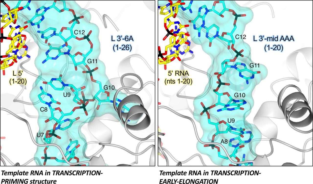 Status of the 3’ RNA between the distal duplex and the template entry channel.A zoomed-in view of the SFTSV L protein TRANSCRIPTION-PRIMING (left) and TRANSCRIPTION-EARLY-ELONGATION (right) are shown. RNA in both structures is shown as sticks with surface overlaid (30% transparency) and coloured either yellow (5’ RNA) or cyan (3’ RNA).