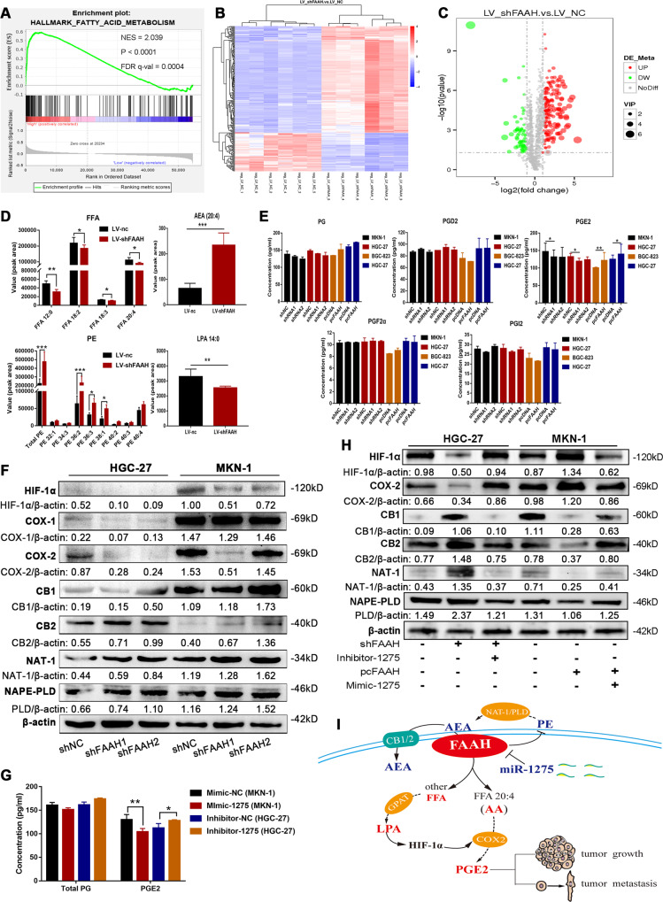 miR-1275 targets FAAH to coordinate AEA/LPA signalling in GC.A GSEA analysis of FAAH and fatty acid metabolism (data from the gastric adenocarcinoma database in the TCGA). B Heatmap of differential lipid metabolites in negative ion mode after interference with FAAH. C The Volcano plots. D Bar graph of differential lipid metabolites after interference with FAAH. E The content of total PG, PGD2, PGE2, PGF2α, and PGI2 in the cell supernatant was determined by ELISA after FAAH interference and overexpression. F Detection of changes in lipid signal involved in AEA/LPA pathway after interference with FAAH. G Content of total PG and PGE2 in the cell supernatant after treatment with miR-1275 mimic or inhibitor. H Changes of lipid signal in AEA/LPA pathway after co-transfection of miR-1275 and FAAH vectors. I Schematic diagram. *p < 0.05, **p < 0.01, ***p < 0.001. NES normalised enrichment score, FDR false discovery rate.