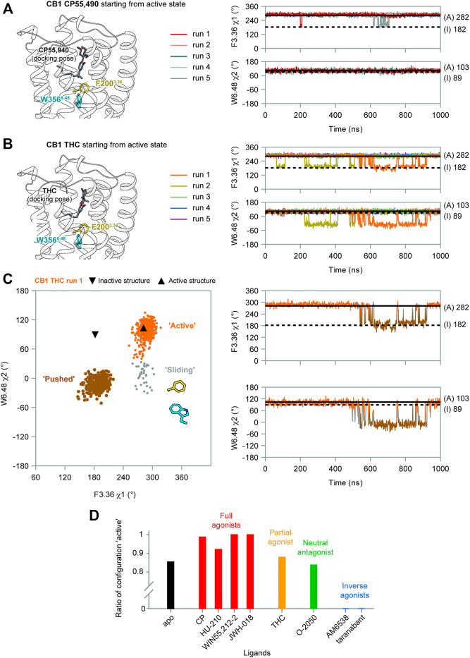 F2003.36/W3566.48 side-chain conformations during MD simulations of CB1 bound with CP55,940 and THC. (A) In CP55,940-bound CB1, F2003.36 and W3566.48 side-chains generally remained stable during simulations. (B) THC-bound CB1 showed fluctuations of F2003.36 and W3566.48 side-chains in runs 1–2. (C) Movements of F2003.36 and W3566.48 in THC-bound CB1 run 1 (results for run 2 are shown in Supplementary Figure S4A). Left panel: distribution of dihedral angles showed a new configuration of F2003.36/W3566.48. Right panel: F2003.36 χ1 and W3566.48 χ2 during simulation. (D) The ratio of configuration “active” in all the simulations of CB1 bound to each ligand, showing the correlation with ligand efficacy.