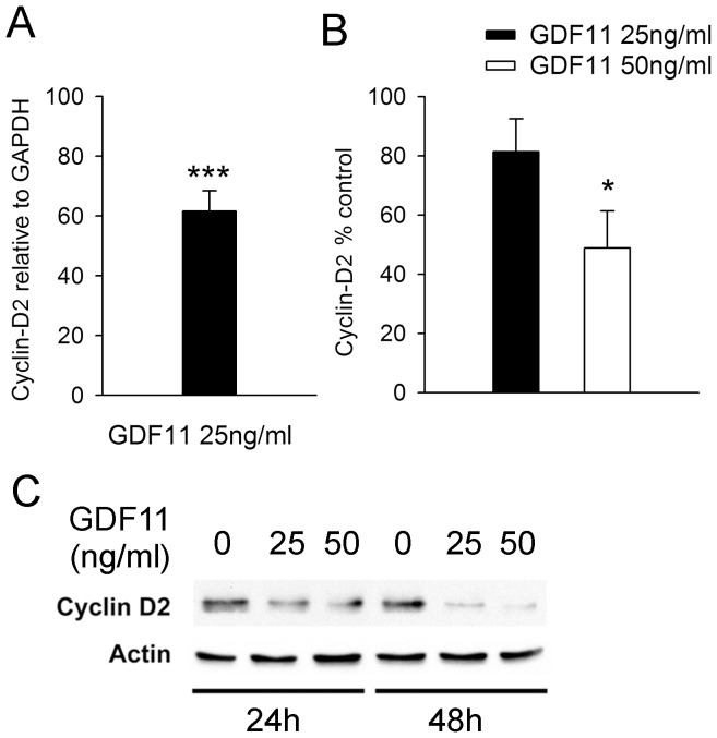 GDF11 inhibits Cyclin D2 expression.(A) Q-PCR analysis showing a significant decrease in Cyclin D2 levels in Cor-1 cells after treatment with 25 ng/ml of GDF11 for 3 hr. Cyclin D2 transcript levels are expressed relative to the levels of the house-keeping gene GAPDH (mean ± SEM; **p<0.01, n = 6). (B) Densitometric analysis of western blots of lysates from Cor-1 cells treated with 25 or 50 ng/ml of GDF11 for 24 hr shows a significant decrease in Cyclin D2 protein levels (mean ± SEM; **p<0.01, n = 3). Cyclin D2 protein levels were normalised to actin, with a representative blot probed for Cyclin D2 and actin shown in (C).