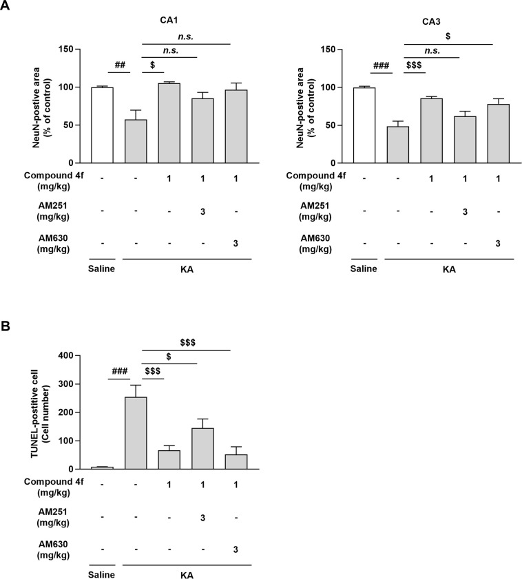 The effects of cannabinoid receptor antagonists against neuroprotective effects of compound 4f in KA-treated mice.(A) Immunohistochemistry was performed with an anti-NeuN antibody to assess NeuN in the hippocampus. NeuN-positive areas in CA3 or CA1 regions of the murine brain. Mean ± SEM (n = 4 for saline-injected mice; n = 8 for vehicle-treated group of KA-injected mice, n = 9 for drugs-treated groups of KA-injected mice). ##P ≤ 0.01, ###P ≤ 0.001 compared to saline-injected mice (Aspin-Welch test). $P ≤ 0.05, $ $ $P ≤ 0.001 compared to KA-injected mice treated with vehicle (Steel’s multiple comparison test). (B) Immunohistochemistry was performed using an in situ TUNEL staining kit. Lower, numbers of TUNEL-positive cells in the murine hippocampus. Mean ± SEM (n = 4 for saline-injected mice; n = 8 for vehicle-treated group of KA-injected mice, n = 9 for drugs-treated groups of KA-injected mice). ###P ≤ 0.001 compared to saline-injected mice (Aspin-Welch test). $P ≤ 0.05, $ $ $P ≤ 0.001 compared to KA-injected mice treated with vehicle (Dunnett’s multiple comparison test). KA, kainic acid; AM251, CB1R antagonist; AM630, CB2R antagonist; n.s.; not significant; SEM, standard error of the mean; TUNEL, terminal deoxynucleotidyl transferase-mediated dUTP nick-end labeling.