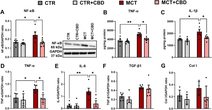 The influence of cannabidiol (CBD) on the protein level of nuclear factor-κappa B (NF-κB) determined by Western blot (A); the concentration of tumour necrosis factor-alpha (TNF-α) (B) and interleukin 1 beta (IL-1β) (C) determined by enzyme-linked immunosorbent assay (ELISA) method; the mRNA expression level of TNF-α (D), interleukin 6 (IL-6) (E), transforming growth factor-beta 1 (TGF-β1) (F), and collagen type I (Col I) (G), in livers from control (CTR) and monocrotaline (MCT)-induced pulmonary hypertension rats. All data are presented as mean ± SEM, n = 5–6; *p < 0.05, **p < 0.01, ***p < 0.001; a two-way ANOVA followed by Tukey’s post-hoc test