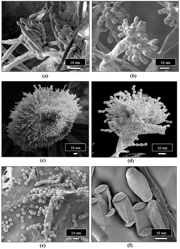 Spores of a range of pathogens that can affect cannabis plants at various stages of crop growth. (a) Fusarium oxysporum micro-conidia. (b) B. cinerea spores developing on conidiophores. (c) Large cluster of spores of Aspergillus spp. (d,e) Chains of spores of Penicillium spp. developing on a conidiophore. (f) Golovinomyces ambrosiae spores. Scale bar = 5 µm in all photos.