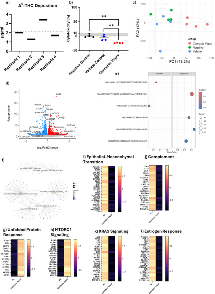 Cannabis vapor alters metabolism and cell growth pathways in ALI cultures. (a) Cannabis vapor deposition in cell culture. (b) Cytotoxicity of cannabis vapor or air vehicle control compared to negative control. (c) PCA of transcriptional data from A549 cells treated with cannabis vapor, vehicle control, or negative control. (d) Volcano plot of the transcriptional response of cannabis vapor versus vehicle control in ALI A549 cells. (e) GSEA of significantly enriched pathways in response to cannabis vapor exposure. (f) Cnetplot showing gene similarities and overlaps among the top enriched pathways. (g–l) Heatmaps with z-scores of genes involved in the top enriched pathways, including Unfolded Protein Response (g), MTORC1 Signaling (h), Epithelial-Mesenchymal Transition (i), Complement (j), KRAS Signaling (k), and Estrogen Response (l)