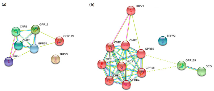 STRING interaction analysis of cannabinoid receptors. (a) Direct STRING analysis network was built based on high confidence (0.7) evidence from experimental interaction data (pink), co-expression (black), gene neighbourhood (green) and co-occurrence (blue) data, curated databases (light blue), protein homology (purple), and predictive and knowledge text mining (light green); (b) The network was extended to 5 primary-interaction shell genes to explore their indirect interactions and clustering (PPI enrichment p-value: 2.39 × 10−12) using the intersection of 12 genes present on all analysed platforms. Red nodes—CNR1/CNR2 cluster, green nodes—GPR119 cluster, blue nodes—TRPV2 cluster. Nodes are labelled with Human Gene Nomenclature Committee (HGNC) gene symbols: CNR1—Cannabinoid receptor 1 gene, CNR2—Cannabinoid receptor 2 gene, DRD2—dopamine receptor D2, DRD3—dopamine receptor D3, GCG—glucagon, GPR18—N-arachidonyl glycine receptor (G-protein coupled receptor 18), GPR55—G-protein coupled receptor 55, GPR119—Glucose-dependent insulinotropic receptor (G protein-coupled receptor 119), OPRD1—Opioid Receptor Delta 1, OPRL1—Opioid Related Nociceptin Receptor 1, TRPV1 and TRPV2—transient receptor potential cation channel subfamily V members 1 and 2.