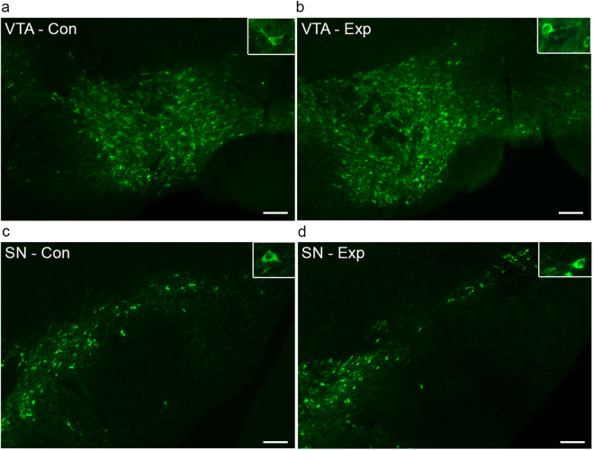 Tyrosine hydroxylase (TH) immunofluorescence staining of the VTA and SN of DAT-Cnr2 cKO mice after CMS for seven weeks. (a–d). Tyrosine hydroxylase (TH) immunofluorescence staining in the VTA and SN of non-stressed DAT-Cnr2 cKO (a,b) and VTA and SN of stressed DAT-Cnr2 cKO (c,d) mice. Microphotographs showing normal anatomical organization and distribution of the total population of dopaminergic neurons of the VTA (a) and SN (b) of control DAT-Cnr2 cKO mice and of the VTA (c) and SN (d) of DAT-Cnr2 cKO mice exposed to CMS and TH immunofluorescence staining. The morphology and size of individual TH-positive neurons, observed at a higher magnification, also showed a normal appearance in the two studied areas (inserts). Scale bar, 100 µm. This is supportive of the clear detection of CB2Rs in DA neurons in the VTA of wild type and absent in the DAT-Cnr2 cKO mice in the DA neurons with TH as marker.