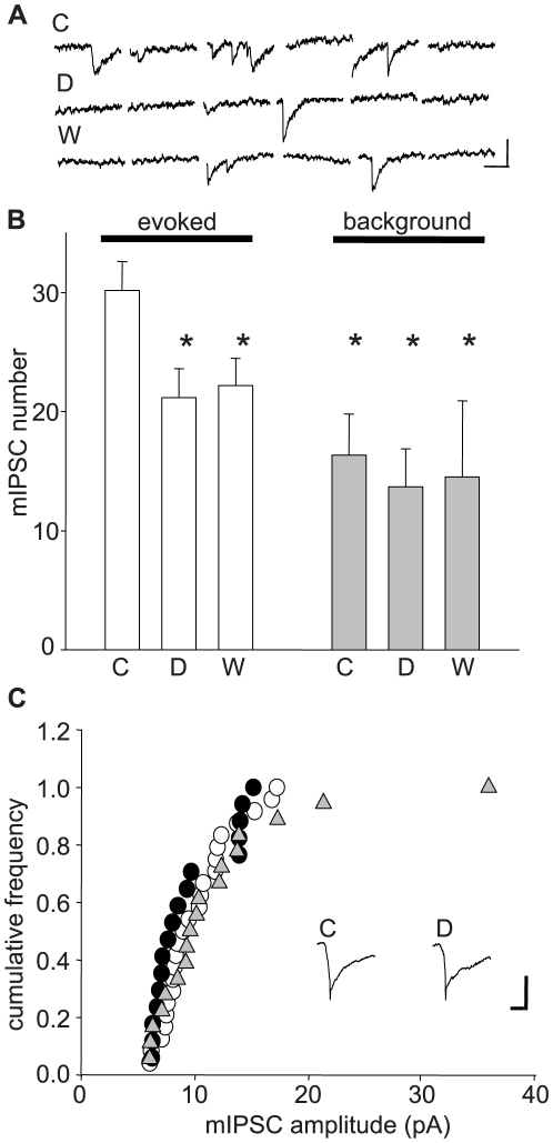 Asc-08007-1-1 DHPG reduces frequency but not amplitude of asynchronous, evoked mIPSCs in the presence of mGluR antagonists.(A) Representative traces showing stimulation-evoked, asychronous mIPSCs in control conditions (Sr2+-substituted bathing solutions for all experiments; see Materials and Methods) (C), in DHPG (D) and after 10 min. of washout (W). Cal. bars: y: 13 pA, x: 40 ms. (B) Numbers of asynchronous evoked mIPSCs (white bars; counted in 31 traces per cell within a 150-ms window beginning 200 ms after a field stimulus in s. radiatum). Gray bars: frequency of spontaneous mIPSCs measured before stimulation (background). Events were counted in control condition (C), during DHPG application (D) and DHPG washout (W). Numbers of evoked mIPSCs (n = 6 cells); control: 30.2±5.6, DHPG: 21.2±5.9, Wash: 22.2±5.6. Numbers of background mIPSCs (same cells): control: 16.3±3.4 DHPG: 13.6±3.2; Wash: 14.5±6.4. Asterisks: significant differences from control evoked responses, p<0.05. No other groups differed by ANOVA followed by multiple t-tests. (C) Cumulative frequency of the amplitude distribution of evoked mIPSCs from one cell – control = white circles, DHPG = black circles, wash = gray triangles. Results typical of 6 of 7 cells analyzed. Inset: Average of superimposed traces (n = 53) of evoked mIPSCs before (control) and during DHPG application - C: Control, D: DHPG. Cal. bars: y: 8.6 pA, x: 13 ms.