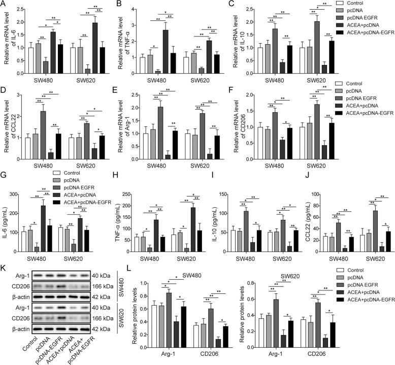 CB1 activation suppressed M2 macrophage polarization by regulating EGFR.Colorectal cancer cells were transfected with EGFR plasmids and simultaneously treated with ACEA. Then PMA induced THP-1 cells were co-cultured with the culture medium of colorectal cancer cells. A–F QPCR results demonstrated that EGFR overexpression blocked CB1 activation caused increase in the expression of IL-6 and TNF-α, and decrease in IL-10, CCL22, Arg-1 and CD206. G–J ELISA assay showed that EGFR overexpression blocked CB1 activation caused increase in the release of IL-6 and TNF-α, and decrease in the release of IL-10 and CCL22. K, L Western blot showed that EGFR overexpression prevented the decrease in the expression of Arg-1 and CD206. *P < 0.05; **P < 0.01.