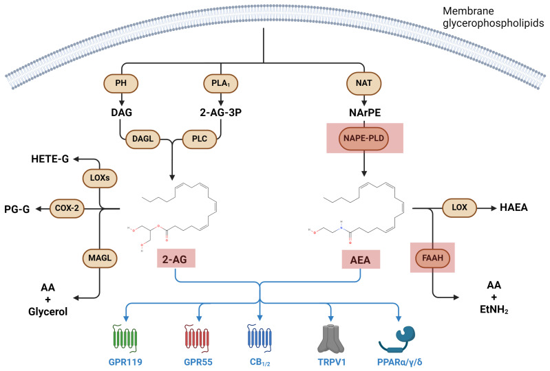Endocannabinoid metabolic pathways and their main receptors. Red squares represent molecular targets affected by microgravity. 2-AG-3P: 2-arachidonoylglycerol-3-phosphate; 2AG: 2-arachinonoylglycerol; AA: arachidonic acid; AEA: N-arachidonoyl ethanolamine; CB: cannabinoid receptor; DAG: diacylglycerol; DAGL: diacylglycerol lipase; EtNH2: ethanolamine; FAAH: fatty acid amide hydrolase; GPR: G protein-coupled receptor; HAEA: hydroxyarachidonoylethanolamide; MAGL: monoacylglycerol lipase; NAPE-PLD: N-acylphosphatidylethanolamines-specific phospholipase D; NArPE: N-arachidonoyl phosphatidylethanolamine; NAT: N-acyltransferase; PL: phospholipase; PPAR: peroxisome proliferator-activated receptor; TRPV1: transient receptor potential cation channel subfamily V member 1.