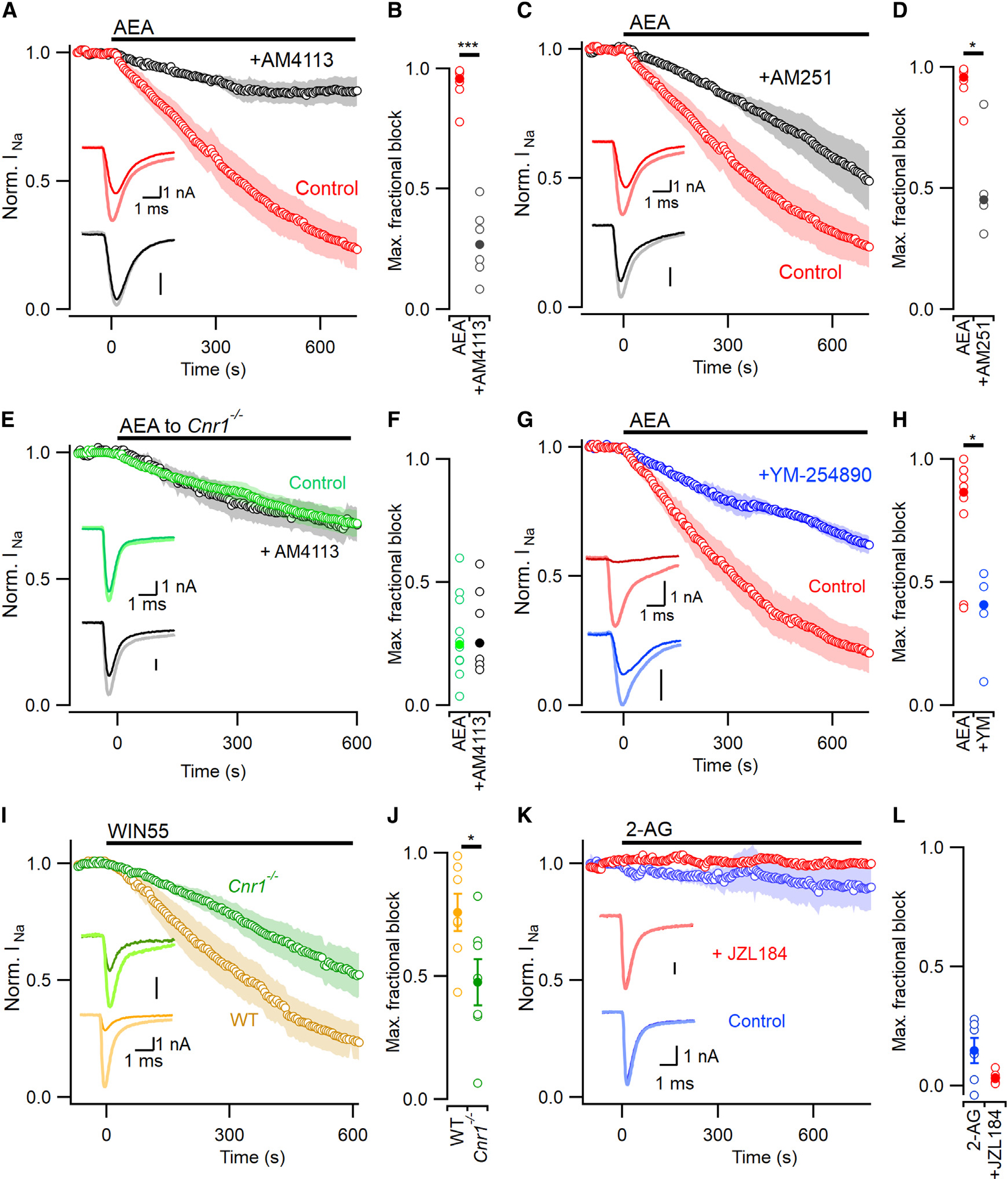 Intracellular CB1 antagonists attenuate block by AEA(A) Time course of VGSC current inhibition by AEA (0.1% DMSO in pipette solution, red, n=7) vs. AEA + 5 μM AM4113 in pipette solution (black, n=6). Exemplar VGSC current traces before AEA application are thickened and lighter here and in later panels. Voltage stepped to −10 from −80 mV at 0.2 Hz here and later panels.(B) Median maximal fractional VGSC current block by AEA reduced from 0.96 (vehicle control, red) to 0.27 by AM4113 (black, p=0.0008 by MW test).(C) Time course of VGSC current inhibition by AEA (plus DMSO, red, n=7) vs. AEA +5 μM of AM251 (black, n=4).(D) Median maximal fractional VGSC current block reduced from 0.96 (DMSO vehicle control, red) to 0.45 in the presence of AM251 (black; p=0.014 by MW test).(E) Time course of VGSC current inhibition by AEA in Cnr1−/− neurons (green, n=10) was unaffected by AM4113 (black, n=7).(F) Maximal fractional VGSC current block observed by application of AEA or AEA+AM4113 to Cnr1−/− neurons (median 0.248 vs. 0.253; p=0.57 by MW test).(G) Time course of VGSC current inhibition by AEA (plus 0.1% external DMSO vehicle, red, n=7) vs. AEA +1 h pretreatment with 500 nM YM-254890 (blue, n=5).(H) Median maximal fractional VGSC current block reduced from 0.86 (vehicle control, red) to 0.41 by YM-254890 (blue, p=0.048 by MW test).(I) Time course of VGSC current inhibition by WIN 55,212-2 (10 μM) in wild-type (gold) and Cnr1−/− neurons (green, n=7 each). VGSC current traces represent application before (light) and after (bold) application of 10 μM WIN-55,212-2.(J) CB1 deletion reduced maximal fractional VGSC current block by WIN 55,212-2 from 0.76 ± 0.07 to 0.48 ± 0.09(p=0.037).(K) VGSC current unaffected by external 2-AG application alone (10 μM, blue, n=6) or with JZL184 (500 nM in pipette solution, red; n=5).(L) Maximal VGSC current block unchanged by JZL184(p=0.093).Error bars represent ± SEM in (J) and (L), and shading represents ± SEM in (A), (C), (E), (G), (I), and (K).