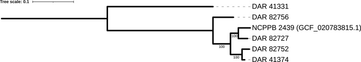 Midpoint-rooted core genome SNP phylogeny of all Australian members of the ‘X. cannabis’ species.