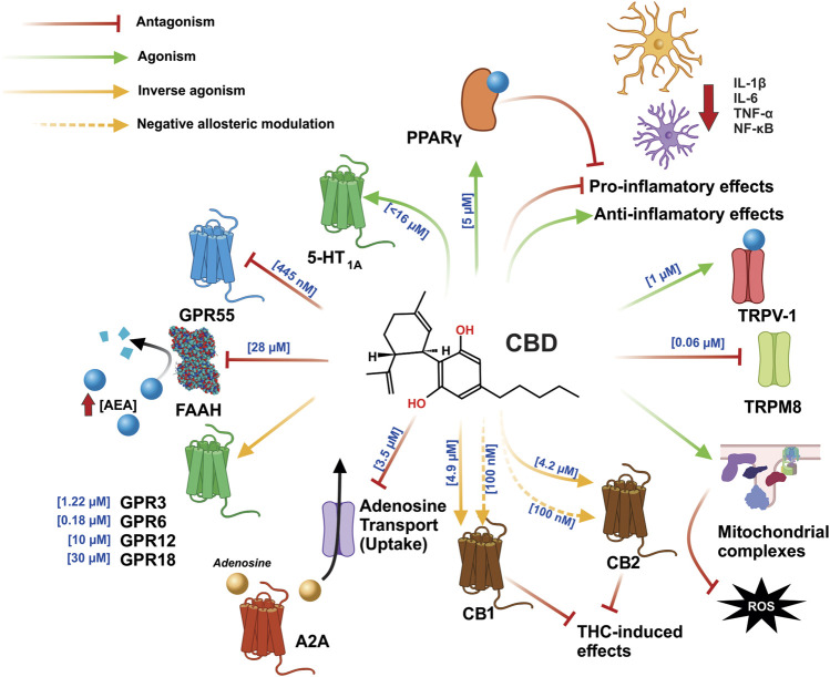 CBD exerts an agonist-like effect on the PPARγ, TRPV1, CB1, and CB2 receptors, by inhibiting the enzyme that degrades AEA and FAAH, leading to increased AEA concentration and greater interaction with said receptors. In addition, CBD inhibits GPR55 and TRPM8 and exerts an effect as an inverse antagonist on the GPR3, GPR6, GPR12, CB1, and CB2 receptors; moreover, in CB1 and CB2, it can function as a negative allosteric modulator, which is involved in blocking the effects of THC. The anti-inflammatory effects of CBD function by directly decreasing the synthesis of pro-inflammatory cytokines and increasing the synthesis of anti-inflammatory cytokines. CBD also reduces inflammation by stimulation PPARγ. Part of its antioxidant effects are achieved via the increased activity of mitochondrial complexes I, II, II-III, and IV. Abbreviations: CBD, cannabidiol; PPARγ, peroxisome proliferator activated receptor γ; TRPV1, transient potential receptor V1; CB1, cannabinoid receptor type 1; CB2, cannabinoid receptor type 2; AEA, anandamide; FAAH, fatty acid amide hydrolase; GPR55, G protein coupled receptor 55; TRPM8, transient potential receptor M8; GPR3, G protein coupled receptor 3; GPR6, G protein coupled receptor 6; GPR12, G protein coupled receptor 12; THC, tetrahydrocannabinol.