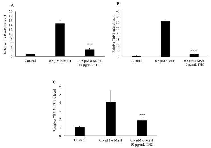 Effects of THC on mRNA expression of genes for TYR (A), TRP-1 (B), and TRP-2 (C) in B16F10 melanoma cells. Levels of mRNA were determined by PCR and GAPDH was used as the internal reference. Results are expressed as mean SD (n = 3). *** p < 0.001 compared to group treated with α-MSH.