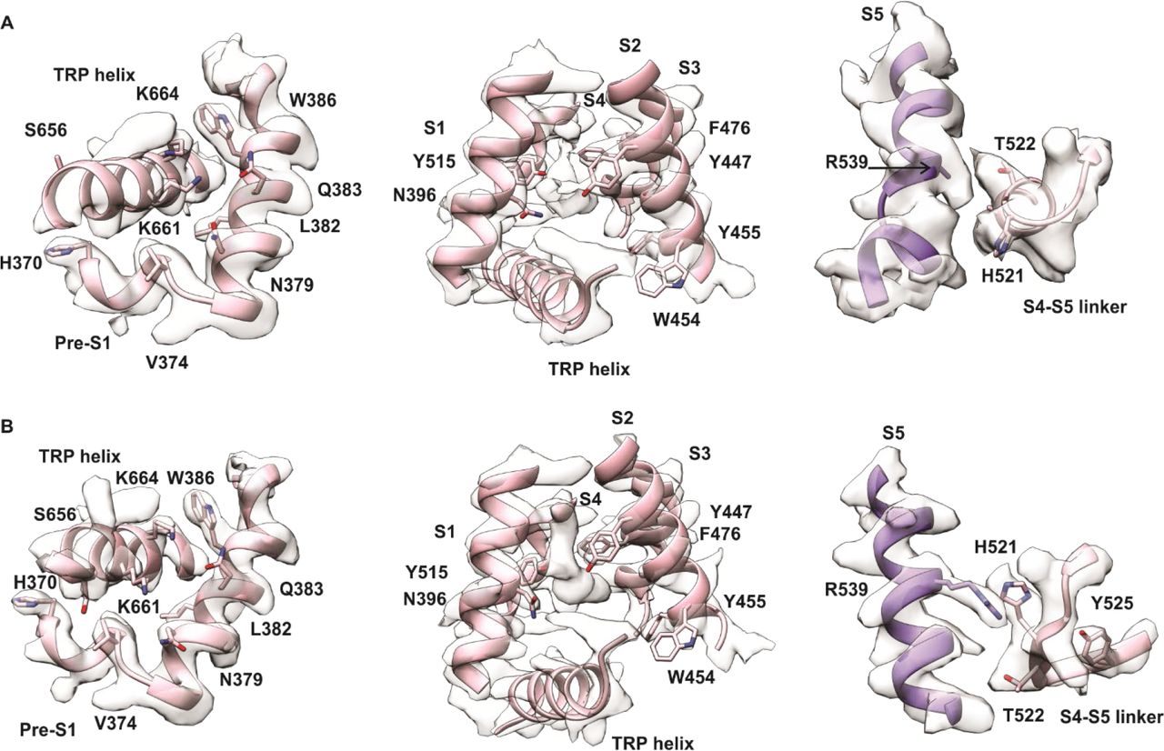 Cryo-EM density for rTRPV2 conformations A and B in regions where density has been assigned to 2-APB in TRPV2 and TRPV3 channels. (A) (left) Region of rTRPV2 conformation A where 2-APB was assigned in site 1 for TRPV3 (PDB: 6DVZ) (Singh et al., 2018b, 2018a; Zubcevic et al., 2019). (middle) Region of rTRPV2 conformation A where 2-APB was assigned in site 2 for TRPV3 (PDB: 6DVZ). The extra-density can also be found in the structure of TRPV2 without 2-APB added (PDB:6U8A) (Pumroy et al., 2019). (right) Region of rTRPV2 conformation A where 2-APB was assigned in rTRPV2 (PDB:7NOM) (Pumroy et al., 2022). (B) (Left) Region of rTRPV2 conformation B where 2-APB was assigned in site 1 for TRPV3 (PDB: 6DVZ). (Middle) Region of rTRPV2 conformation B where 2-APB was assigned in site 2 for TRPV3 (PDB: 6DVZ). The extra-density can also be found in the structure of TRPV2 without 2-APB added (PDB:6U8A). (Right) Region of rTRPV2 conformation B where 2-APB was assigned in rTRPV2 (PDB:7NOM).
