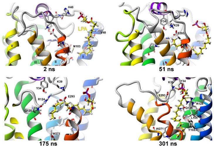 SuMD simulation of LPA entrance into the inactive LPA1 receptor structure (PDB ID: 4Z34). After 175 ns the SuMD was turned off and a regular MD was carried out.