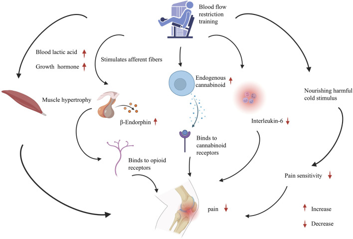The involved mechanisms in blood flow restriction training on knee pain. The analgesic mechanism of blood flow restriction training for knee pain, involving muscle hypertrophy, endogenous opioid system, endocannabinoids, inflammation regulation, and conditional pain regulation. Abbreviations: BFRT, Blood flow restriction training; BE, Beta-endorphin; ECB, Endogenous cannabinoid; IL-6, nterleukin-6.