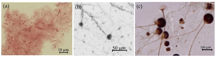 Microbial species seen by optical microscopy (magnification 400× for bacteria and 40× for fungi): (a) P. putida, (b) A. fumigatus, (c) Rh. oryzae.