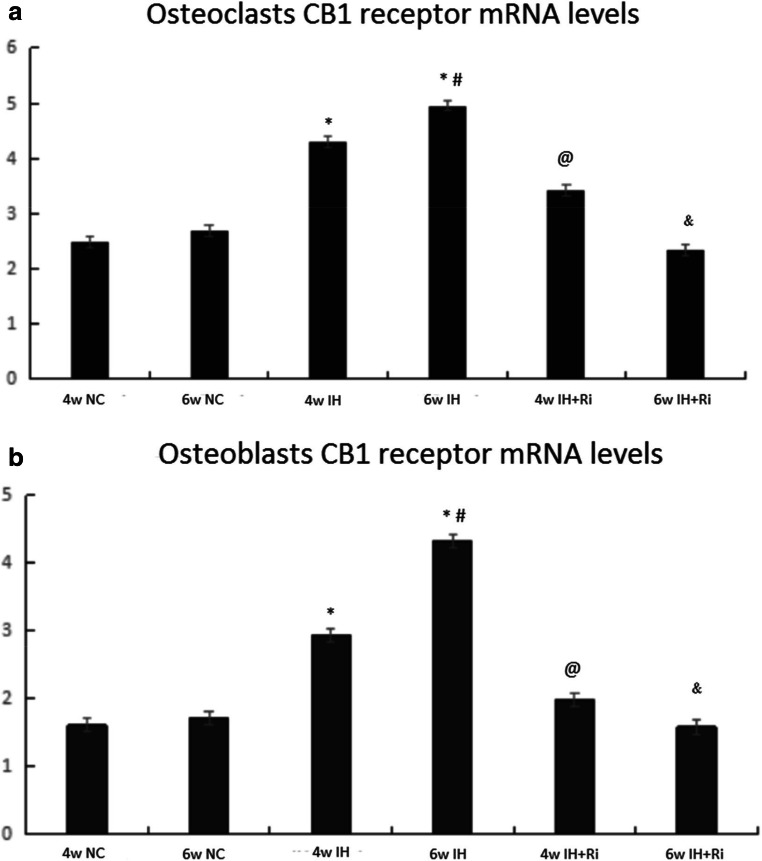 Positive expression rate of CB1 receptor in osteoclasts (a) and osteoblasts (b) of rats in each group.*IH group compared with NC group, P < 0.001; #6w IH group compared with 4w IH group, P < 0.001; @ 4w IH group compared with 4w IH + Ri group, P < 0.001;& 6w IH group compared with 6w IH + Ri group, P < 0.001