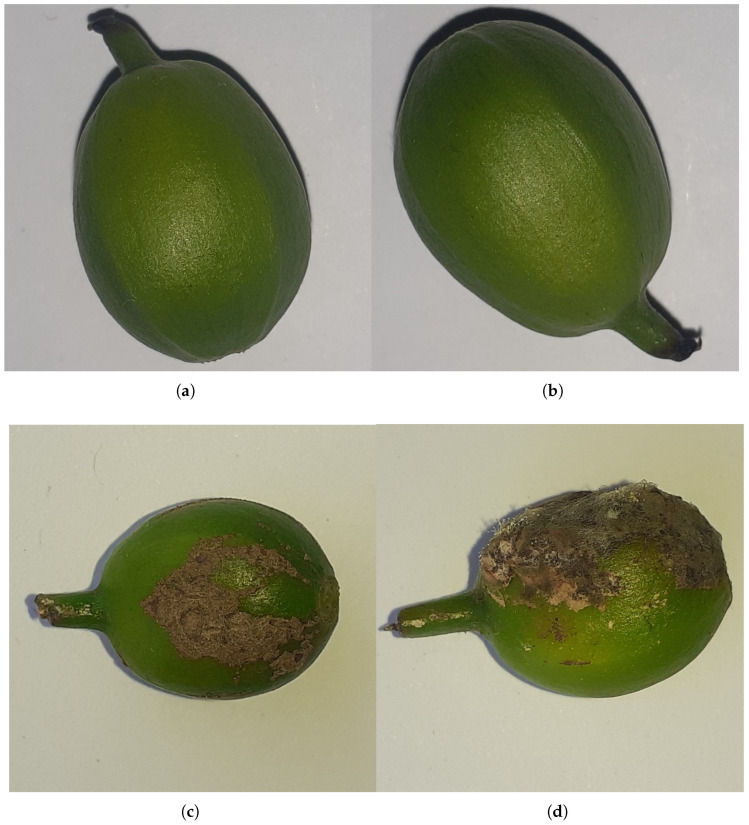 Sample images of coffee berries illustrating both healthy and diseased conditions. (a,b) show healthy coffee berries with uniform color and intact surface. (c,d) display diseased coffee berries exhibiting visible symptoms such as discoloration, deformation, or fungal infection.