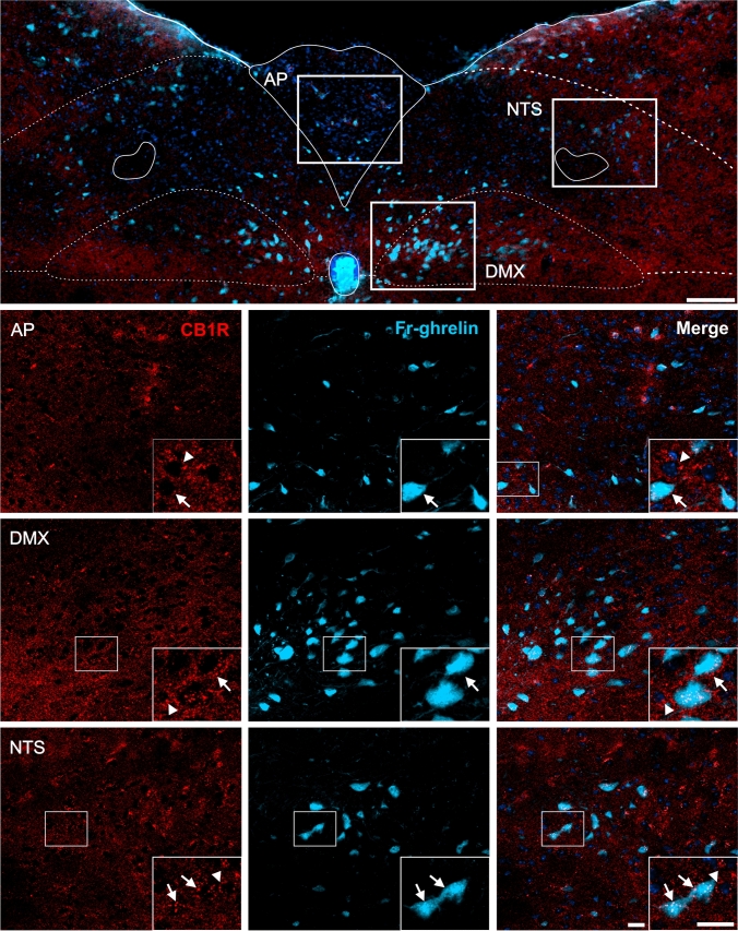 CB1R+ and Fr-ghrelin signals in the medulla oblongata of WT mice centrally-injected with the fluorescent ghrelin analog. Representative microphotograph of brain coronal section of WT mice ICV-injected with Fr-ghrelin (cyan) subjected to fluorescent immunostaining against CB1R (red) showing area postrema (AP), dorsal motor nucleus of the vagus nerve (DMX) and nucleus of the solitary tract (NTS). Cell nuclei were labeled with Hoechst (blue). Insets show high magnification images of the area marked in the low magnification image. Arrows mark cells showing double Fr-ghrelin+ and CB1R+ signals. Arrowheads point at stained CB1R+ signal that lack Fr-ghrelin+ signal. Scale bars: 100 µm (low magnification image) and 20 µm (high magnification images)