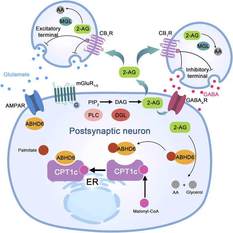 The proposed molecular mechanism of ABHD6 in neurons and neurological diseases. Stimulation of excitatory neurons to release glutamate activates metabotropic glutamate receptor 1/5 (mGluR1/5) on postsynaptic neurons, which couples to a G protein, activates phospholipase C (PLC), and leads to diacylglycerol (DAG) production from inositol diphosphate (PIP2). DAG is cleaved by DAG lipase (DGL) to produce 2-arachidonic acid glycerol (2-AG). Its functions are as follows: (I) acting as a paracrine agonist of the CB1 receptor (CB1R) expressed at the excitatory end, releasing glutamate to activate mGluR1/5 and α-amino-3-hydroxy-5-methyl-4-isoxazolpropionic acid (AMPA) receptors; (II) CB1R paracrine agonists release GABA and activate GABAA receptor (GABAAR) on postsynaptic neurons through inhibitory terminal expression; and (III) autocrine positive allosteric regulators of GABAA receptors in postsynaptic neurons. Monoacylglycerol lipase (MGL) in presynaptic neurons or α/β-hydrolase domain-containing 6 (ABHD6) in postsynaptic neurons hydrolyzes excess 2-AG to arachidonic acid (AA) and glycerol (not shown). ABHD6 interacts with the AMPA receptor and controls its transport to the postsynaptic compartment membrane. Bioinformatic analysis indicates the presence of amino acid sites of palmitoylation/depalmitoylation modification in ABHD6. Protein interaction between CPT1c and ABHD6 depends on the presence of malonyl-COA; when malonyl-COA is absent, the inhibitory effect of CPT1c on ABHD6 enzyme activity is lost.
