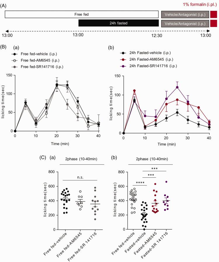 The effect of peripherally restricted CB1R antagonist on fasting-induced analgesia in formalin-induced acute inflammatory pain model. (A) Experimental design and schedule for formalin test. (B) Time course of spontaneous pain behavior following intraplantar (i.pl) injection of formalin in free-fed and 24 h fasted mice who received either AM 6545 or SR 141716, respectively. We adopted the result of SR 141716 from our recent publication (“The analgesic effect of refeeding on acute and chronic inflammatory pain” by Jeong-Yun Lee and Grace J. Lee et al. is licensed under CC BY 4.0). (C) Formalin-induced pain behavior was divided into two phases and analyzed. As compared with free fed-vehicle groups, formalin-induced pain behavior decreased in the 24 h fasted-vehicle group only at 2 phase. As compared with 24 h fasted-vehicle group, AM 6545 and SR 141716 reversed fasting-induced analgesia. ***p<0.001, ****p<0.0001 ((C) one-way ANOVA followed by Tukey test).