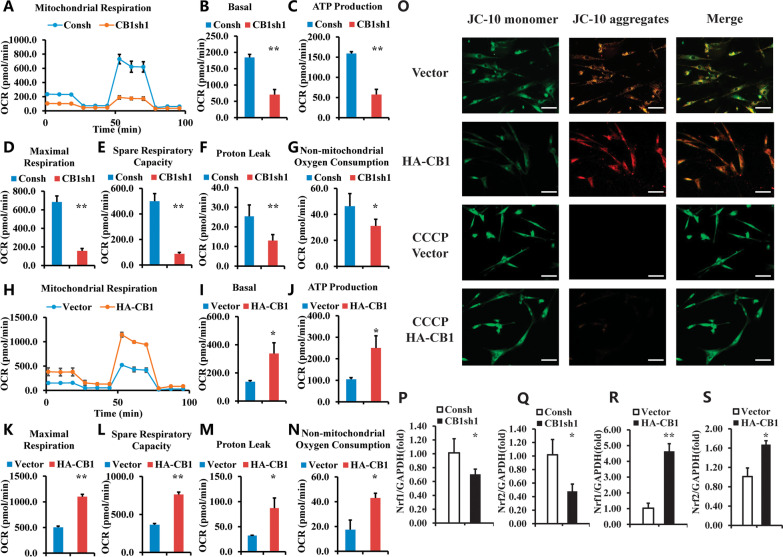 CB1 promoted the OCR, MMP and expressions of Nrf1 and Nrf2 in hBMSCs. A–G Knockdown of CB1 by CB1 shRNA1 inhibited the OCR in BMSCs. The Seahorse XFe24 analyzer showed the results of OCR curves (A), the basal OCR (B), ATP production (C), maximal respiration (D), spare respiratory capacity (E), proton leak (F) and non-mitochondrial oxygen consumption (G). H–N Role of over-expressing CB1 on the OCR in BMSCs. The Seahorse XFe24 analyzer showed the results of OCR curves (H), the basal OCR (I), ATP production (J), maximal respiration (K), spare respiratory capacity (L), proton leak (M) and non-mitochondrial oxygen consumption (N). O The JC-10 results in CB1 over-expressing BMSCs. CCCP was used as a positive control. Scale bar: 50 μm. P–S The Real-time RT-PCR results of Nrf1 (P, R), and Nrf2 (Q, S) in BMSCs. GAPDH was used as an internal control. Student’s t test was performed to determine statistical significance. Error bars represent SD (n = 3). *P ≤ 0.05; **P ≤ 0.01