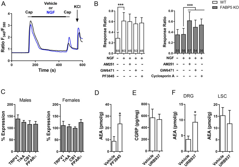 FABP5 deletion blunts NGF-mediated TRPV1 sensitization via CB1 and PPARα. (A) Design of calcium imaging experiment and representative calcium traces in WT and FABP5 KO DRGs incubated with NGF and capsaicin. DRG neurons received two 30 s pulses of 100 nM capsaicin (Cap, gray bars) interspersed with a 5 min incubation of vehicle (black trace) or 100 ng/ml NGF (blue trace). KCl was employed to confirm neuronal identity. (B) Capsaicin response ratio (2nd/1st peak) in WT (white bars) and FABP5 KO (gray bars) DRGs incubated with vehicle or NGF in the presence or absence of 3 µM AM251, 10 µM GW6471, or 200 nM cyclosporin A. The effect of FAAH inhibition upon capsaicin responses was evaluated by incubating WT DRGs with 1 µM PF3845 for 2 h prior to capsaicin application. ***p < 0.001 calculated using one-way ANOVA followed by Dunnett’s post-hoc test. (C) qPCR analysis of relative expression levels of TRPV1, TrkA, CB1, and PPARα in male and female FABP5 KO DRGs relative to WT controls (n = 3). (D) Levels of AEA in WT DRGs incubated for 2 h with vehicle or 1 µM PF3845. *p < 0.05 calculated using unpaired t test (n = 3). (E) Capsaicin-evoked CGRP release in WT mice administered vehicle or URB937 (1 mg/kg, i.p.). Mice received URB937 1 h prior to intraplantar carrageenan administration and spinal CGRP release elicited by 1 µM capsaicin was examined 4 h later (n = 5). (F) AEA levels in DRGs and lumbar spinal cords (LSC) of mice injected with vehicle or URB937 (1 mg/kg, i.p.). *p < 0.05 calculated using unpaired t test (n = 3).