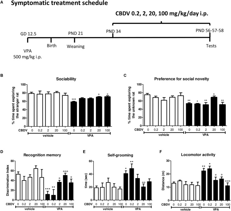 Symptomatic CBDV treatment protocol. Pregnant Sprague-Dawley rats received a single injection of VPA 500 mg/kg i.p. (or vehicle) at GD 12.5. (A) Symptomatic treatment with CBDV 0.2, 2, 20, 100 mg/kg/day i.p. was performed from PND 34 and male offspring was tested at PND 56 (three chamber test), 57 (NOR test), and 58 (repetitive behavior and locomotion). Effect of symptomatic CBDV 0.2, 2, 20, 100 mg/kg/day treatment in male offspring of VPA- and vehicle-exposed rats on (B) sociability and (C) social novelty preference as measured through the three chamber test; (D) short-term memory as measured through the novel object recognition; (E) compulsive self-grooming and (F) locomotor activity as measured in the activity cage. Data represent mean ± SEM of n = 9 vehicle-vehicle, n = 6 vehicle-CBDV 0.2 mg/kg, n = 6 vehicle-CBDV 2 mg/kg, n = 8 vehicle-CBDV 20 mg/kg, n = 6 vehicle-CBDV 100 mg/kg, n = 15 VPA-vehicle, n = 5 VPA-CBDV 0.2 mg/kg, n = 10 VPA-CBDV 2 mg/kg, n = 13 VPA-CBDV 20 mg/kg, n = 10 VPA-CBDV 100 mg/kg. Results were analyzed by two-way ANOVA followed by Tukey’s post hoc test (∗∗∗p < 0.001, ∗∗p < 0.01, ∗p < 0.05 vs. vehicle-vehicle;°°°p < 0.001,°°p < 0.01,°p < 0.05 vs. VPA-vehicle).