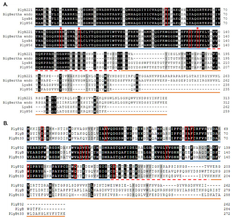 Multiple sequence alignment of PlyB221, PlyP32, and related endolysins. (A) Multiple sequence alignment of PlyB221 with endolysins from phages BigBertha, B4 (LysB4), and Phrodo (PlyP56). (B) Multiple sequence alignment of PlyP32 with endolysins from phages Bcp1 (PlyB) and BtCS33 (PlyBt33). Residues considered as participating to the active sites are highlighted by red frames, while red stars indicate the Zn2+ binding sites in PlyB221. The putative EAD region is underlined in blue, the ‘linker’ sequence with a dashed red line and the CBD in orange.